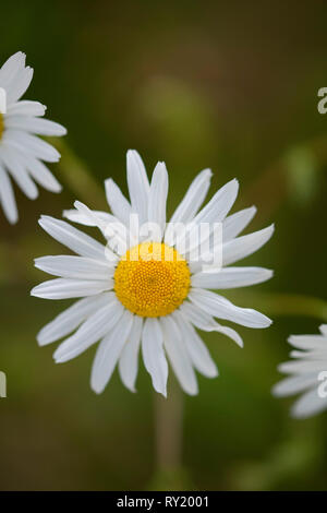 Camomille, Grevenbroich, Nordrhein-Westfalen, Deutschland, Europa, (Tripleurospermum inodorum) Stockfoto