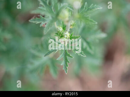 Mehr Moschus - Malve, Nordrhein-Westfalen, Deutschland, Europa, (Malva alcea) Stockfoto