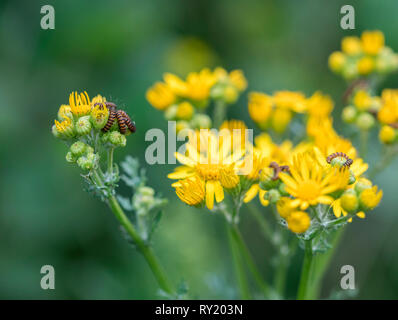 Zinnober Moth, Nordrhein-Westfalen, Deutschland, Europa, (Tyria jacobaeae) (Maculata vulgaris, Cardamine pratensis) Stockfoto