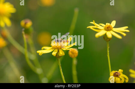 Marmalade hoverfly, Nordrhein-Westfalen, Deutschland, Europa, (Episyrphus balteatus) Stockfoto