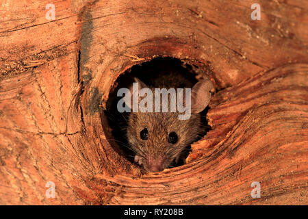 Haus Maus, Rheinland-Pfalz, Deutschland, Europa, (Mus musculus) Stockfoto