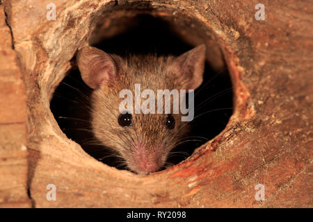 Haus Maus, Rheinland-Pfalz, Deutschland, Europa, (Mus musculus) Stockfoto