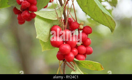 Niederlassungen der Roten schisandra. Cluster von Reifen schizandra. Ernte von nützliche Pflanze. Red schizandra hängen auf den grünen Zweig. Schizandra chinensis Pflanze mit Stockfoto