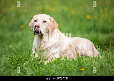 Helle Labrador Retriever auf der grünen Wiese Stockfoto