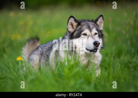 Alaskan Malamute Hund im Gras liegend Stockfoto