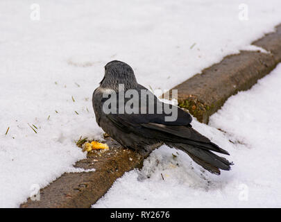 Der Vogel ist eine Dohle isst Cracker auf den Rasen geworfen. Stockfoto