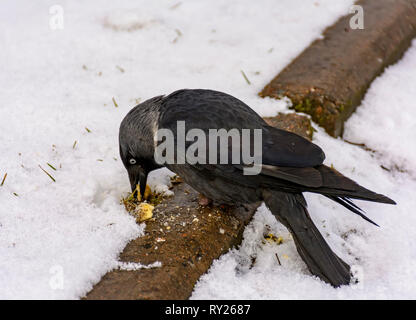 Der Vogel ist eine Dohle isst Cracker auf den Rasen geworfen. Stockfoto