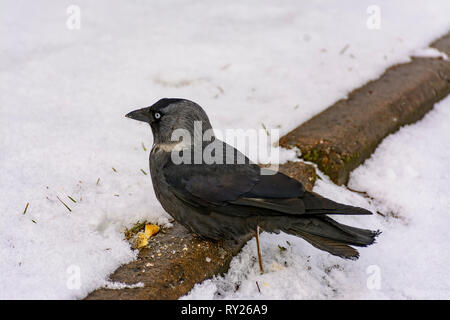 Der Vogel ist eine Dohle isst Cracker auf den Rasen geworfen. Stockfoto