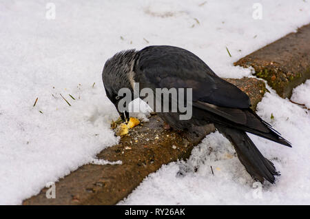 Der Vogel ist eine Dohle isst Cracker auf den Rasen geworfen. Stockfoto