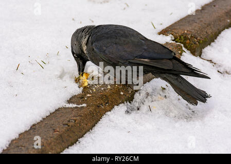 Der Vogel ist eine Dohle isst Cracker auf den Rasen geworfen. Stockfoto