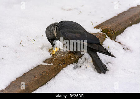 Der Vogel ist eine Dohle isst Cracker auf den Rasen geworfen. Stockfoto