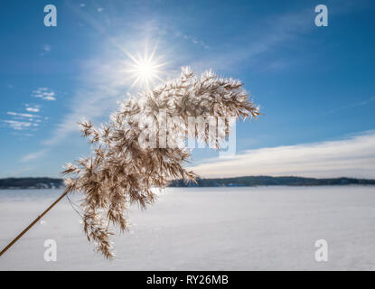 Helle Wintertag mit Schilf und Sonnenstrahlen am See in Finnland Stockfoto