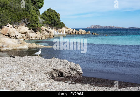 Möwe auf trockenen Winter Seegras, grünes Wasser und lustige Granitfelsen Formen auf einem Strand in Costa Smeralda, Sardinien, Italien im März. Stockfoto