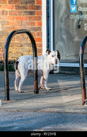 Ein Hund gebunden außerhalb einer Werkstatt, wartet auf seinen Besitzer zurückzukehren. Stockfoto