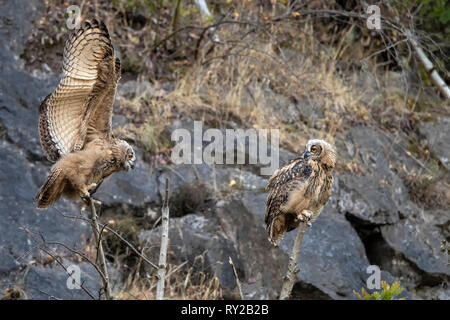 Uhu, Jugendlichen, Hagen, Nordrhein-Westfalen, Deutschland, Bubo bubo Stockfoto