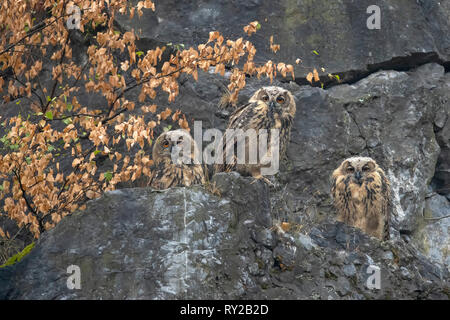 Uhu, Jugendlichen, Hagen, Nordrhein-Westfalen, Deutschland, Bubo bubo Stockfoto