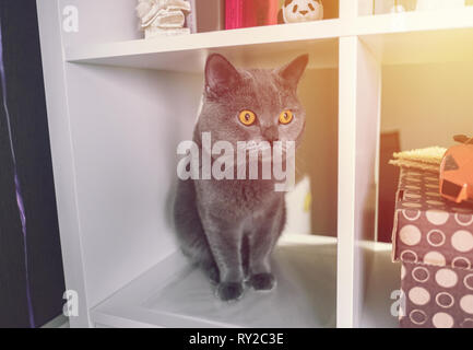 Britische Katze auf Bücherregal Stockfoto