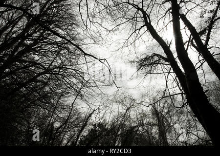 Europa, England, Wald von Dean. Winter blattlosen Baumkronen abstrakt. Stockfoto