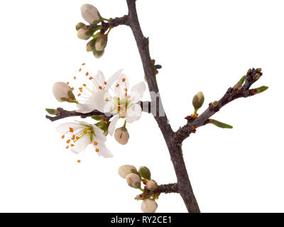 Prunus spinosa, Schlehe aka Schlehe blühen im Frühling, auf weißem Hintergrund. Zarte weiße Blumen, in der Nähe auf. Stockfoto