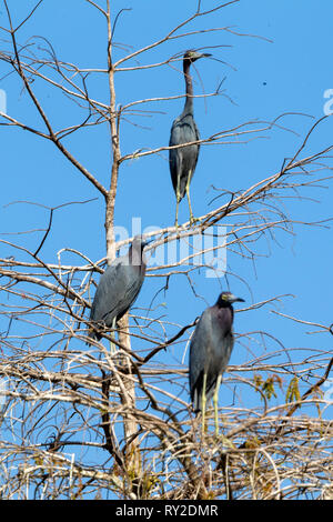 Drei Blauereiher Artikel auef Einems Bauem in den Everglades in Florida THEMENBILD, 04.02.2017 Bildnachweis: Mario Hommes/HH-Fotografie Stockfoto