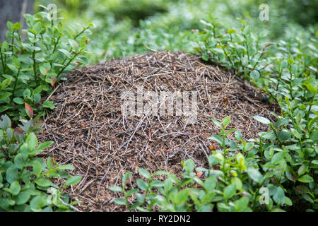 Closeup Bild eines Ameisenhügel im Wald Stockfoto