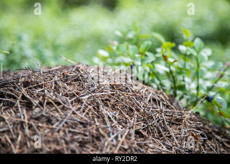 Closeup Bild eines Ameisenhügel im Wald Stockfoto