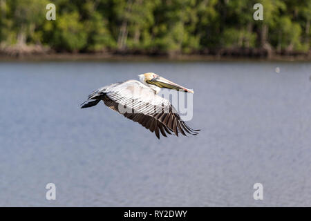 Ein Pelikan fliegt in den Everglades in Florida THEMENBILD, 04.02.2017 Bildnachweis: Mario Hommes/HH-Fotografie Stockfoto