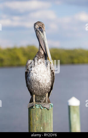 Ein Pelikan auef Einems Pfahl bei THEMENBILD Florida, 04.02.2017 Bildnachweis: Mario Hommes/HH-Fotografie Stockfoto