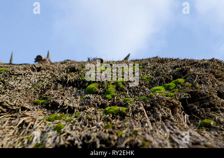 Helle grüne Moos wächst auf dem alten strohgedeckten Dach auf dem Hintergrund des blauen Himmels Stockfoto