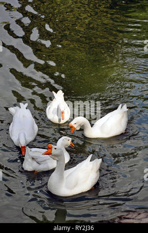 Fünf weißen Gänse schwimmen im Teich Stockfoto