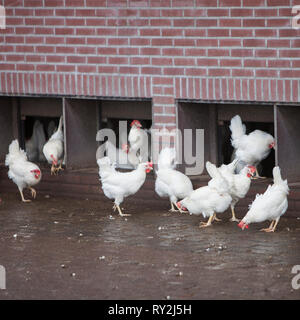 Roaming weiße Hühner auf Bio-bauernhof in der Nähe von Utrecht in den Niederlanden Stockfoto