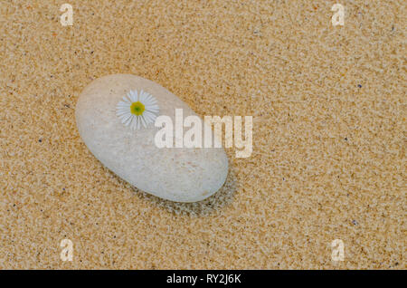 Ein Kamille Blume auf einem abgenutzten Kiesel mit Strand Sand im Hintergrund angeordnet. Stockfoto