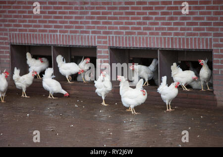 Roaming weiße Hühner auf Bio-bauernhof in der Nähe von Utrecht in den Niederlanden Stockfoto