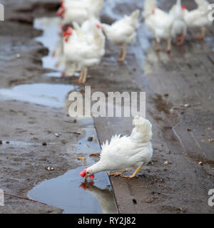 Roaming weiße Hühner auf Bio-bauernhof in der Nähe von Utrecht in den Niederlanden Stockfoto