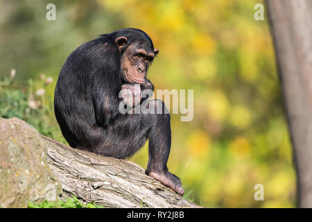 Ein Schimpanse sitzt auef Einems Bauem uend stueetzt den Kopf auef gelangweilt den Arm in der ZOOM Erlebniswelt Gelsenkirchen, 15.10.2017 Bildnachweis: Stockfoto