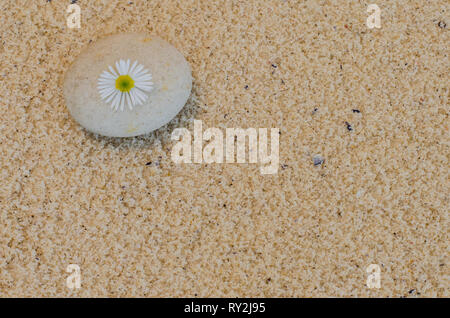 Ein Kamille Blume auf einem abgenutzten Kiesel mit Strand Sand im Hintergrund angeordnet. Stockfoto