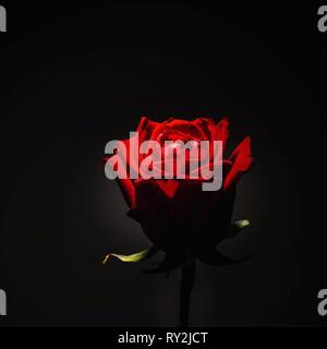 Nahaufnahme Foto von Rose mit dramatischen schwarzen Hintergrund. Stockfoto