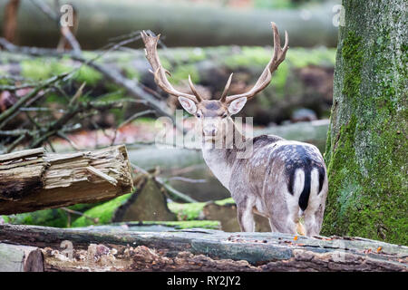 Ein Damhirsch e im Wald zwischen den Baeuemen, Ölpest in Deuetschland, 30.10.2017 Bildnachweis: Mario Hommes/HH-Fotografie Stockfoto
