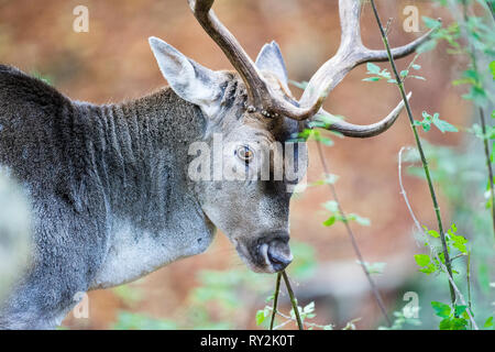 Ein Damhirsch frisst im Wald, Ölpest in Deuetschland, 30.10.2017 Bildnachweis: Mario Hommes/HH-Fotografie Stockfoto