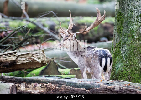 Ein Damhirsch e im Wald zwischen den Baeuemen, Ölpest in Deuetschland, 30.10.2017 Bildnachweis: Mario Hommes/HH-Fotografie Stockfoto