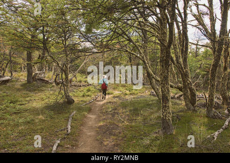 Trekking in einem lenga (Buche) Wald, Patagonien Nationalpark, Aysen, Patagonien, Chile Stockfoto