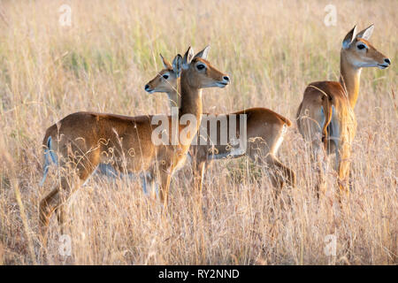 Weibliche Ugandan Kob (Kobus kob thomasi) im Murchison Falls National Park, Northern Uganda, Ostafrika Stockfoto