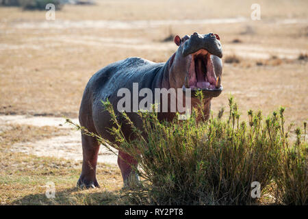 Einsame Flusspferd (Hippopotamus amphibius) in der Nähe der Viktoria Nil im Murchison Falls National Park, Northern Uganda, Ostafrika Stockfoto