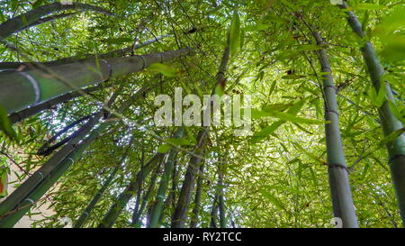 Die Blätter von den Bambus treesthe Garten mit der langen Bambus auf einem sonnigen raythe Stadt in Padua Italien Stockfoto