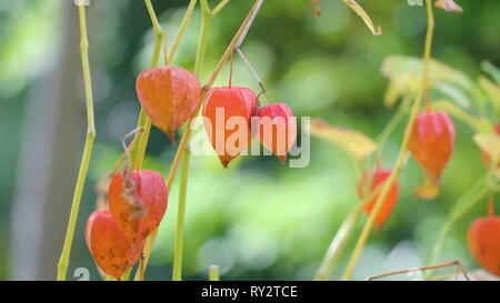 Eine chese Laterne Blume oder die Blase cherry Anlage. Es ist leicht erkennbar an den großen hellen orange bis rot papery coverg über seine Frucht, die rese Stockfoto