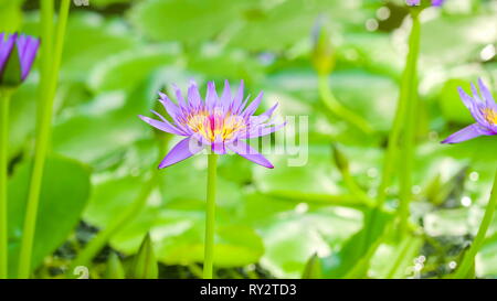 Die purpurrote Blume der Nymphaea caerulea Anlage. Nymphaea caerulea blue Lotus vor allem als bekannt, aber auch Blaue Wasserlilie und Heilige blaue Lilie Stockfoto