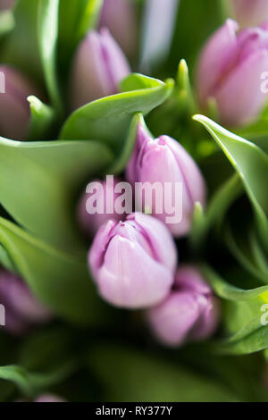 Schönen Blumenstrauß aus vielen kleinen Lavendel Tulpen Tulipa zum Feiern. Stockfoto