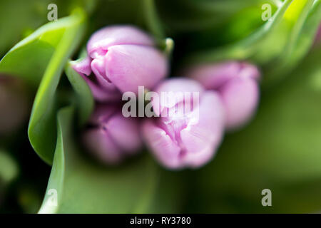 Schönen Blumenstrauß aus vielen kleinen Lavendel Tulpen Tulipa zum Feiern. Stockfoto