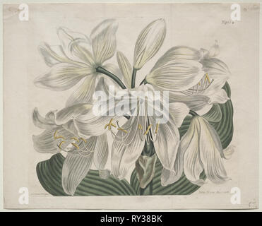 Die Botanical Magazine oder Blumengarten angezeigt: Weiße Cape Coast Lily, 1806. Thomas Curtis (British, 1846-1920). Gravur, handkolorierte Stockfoto