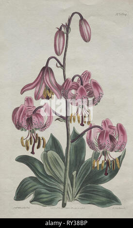 Die Botanical Magazine oder Blumengarten angezeigt: Glatt - angepirscht Martagon, der Türke Cap Lily, 1814. S. Curtis (Britisch). Gravur, handkolorierte Stockfoto